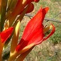 Canna summer 2007