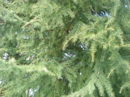 UNKNOWN TREE