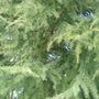 UNKNOWN TREE