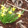 Jonquils