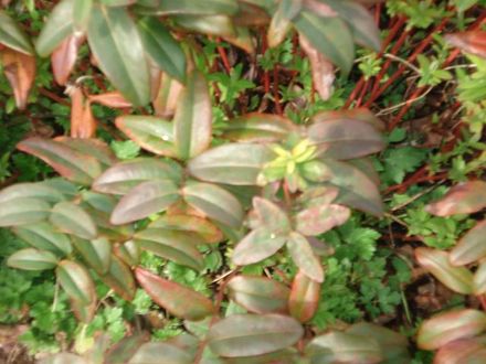 FLOWERS ON BUSH?