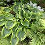 Hosta Abiqua Moonbeam on June 15 (Hosta Abiqua Moonbeam)
