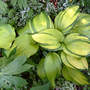 Hosta On Stage (Hosta Montana On Stage)