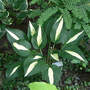 Hosta Risky Business (Hosta Risky Business)