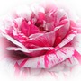 a rose from hyde hall 2007