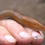 Monster Slug (Hosta)