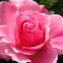 Another rose from hyde hall