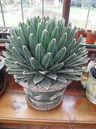 Agave Victoriae Regina (Agave victoriae-reginae (Century plant))