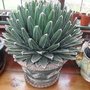 Agave_victoriae_regina