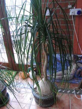 The 'pony tail palm' (Beaucarnea recurvata (Ponytail Palm))