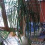 Nolina_recurvata