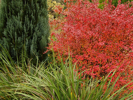 Foliage variations (Berberis thunbergii 'Rose Glow')