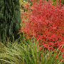 Foliage variations (Berberis thunbergii 'Rose Glow')