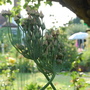 Bay Tree Cottage (Allium siculum)