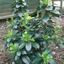 Daphne_pontica_hybrid
