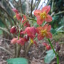 Epimedium x warleyense (Epimedium x warleyense)