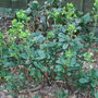 Euphorbia amygdaloides var robbiae