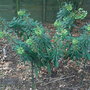 Euphorbia x martinii