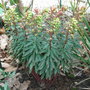 Euphorbia 'Redwing'
