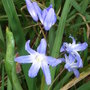 Chionodoxa_luciliae