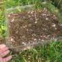 Feeding the Honey Bees