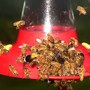 Honey Bees 2005