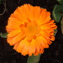 Calendula__orange_king_