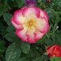 rose Betty Boop