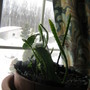New growth on my Epiphyllum!!
