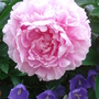 Peony with campanula (Peony)
