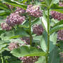 Milkweed Stand in Bloom (Asclepias syriaca Common Milkweed)