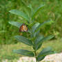 Monarch butterfly ovipositinig  (Asclepias syriaca Common Milkweed)