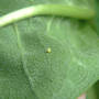 Monarch Egg on Milkweed (Asclepias syriaca Common Milkweed)