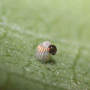 "Anybody Out There?" (Asclepias syriaca Common Milkweed)