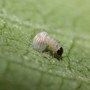 Almost Out (Asclepias syriaca Common Milkweed)