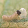 Eating The Shell (Asclepias syriaca Common Milkweed)