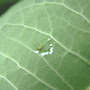 Starting To Eat Milkweed (Asclepias syriaca Common Milkweed)