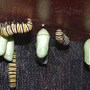 Preparing for Pupation (Asclepias syriaca Common Milkweed)