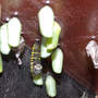 In The "J" (Asclepias syriaca Common Milkweed)