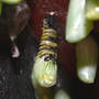 Beginning Last Molt (Asclepias syriaca Common Milkweed)