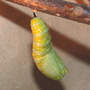 Attaching The Cremaster (Asclepias syriaca Common Milkweed)