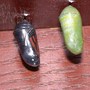 Ready To Eclose (Asclepias syriaca Common Milkweed)