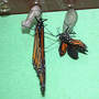 Much To Do (Asclepias syriaca Common Milkweed)