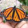 Releasing (Asclepias syriaca Common Milkweed)