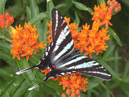 Zebra Swallowtail (Asclepias tuberosa)