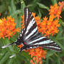 Zebra Swallowtail (Asclepias tuberosa)