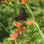 Spicebush_st_blackberry_lily_7-31-06_sideexc_med