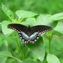 Spicebush Swallowtail (Lindera benzoin)