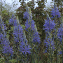 Camassia_cusickii3
