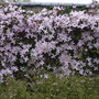 Clematis montana 'Elizabeth' (Clematis montana 'Elizabeth')